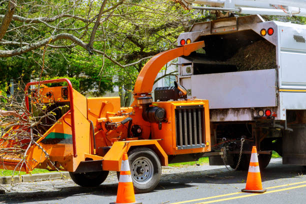 Emergency Storm Tree Removal in Orem, UT